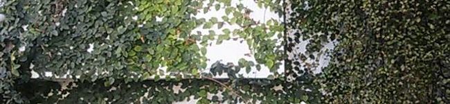 hokekekyo's header image