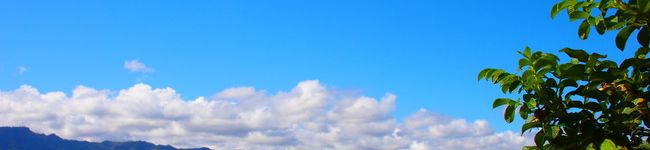 ﾜｲﾙﾄﾞﾍﾞﾘｰ's header image