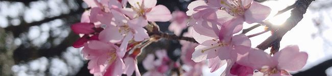 さくらღ's header image