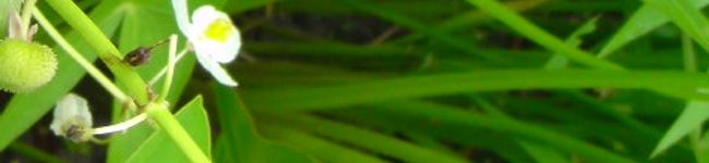 hana-sakurako's header image
