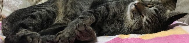 もんりらまい's header image
