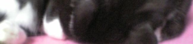 Takuneko's header image