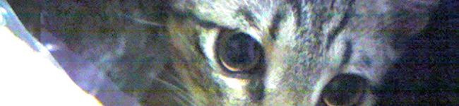 toranporinmama's header image