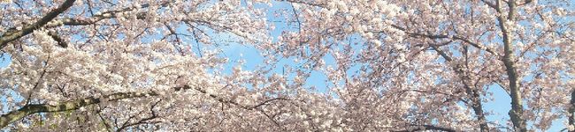 ちっちゃほっか's header image