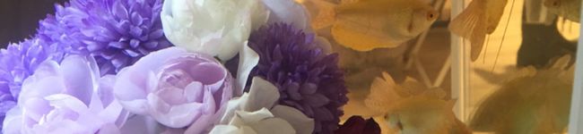 spacesky's header image