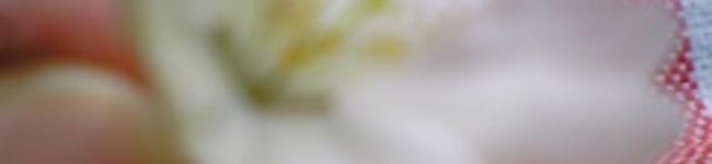 凛央ママ's header image