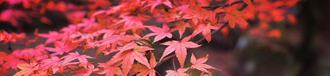 ryimama's header image
