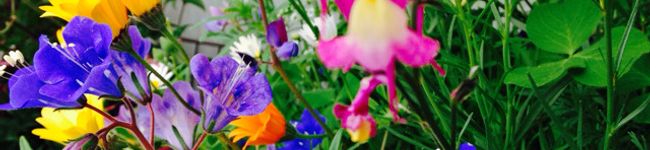 n．masuminn's header image