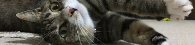 ・あやの・'s header image