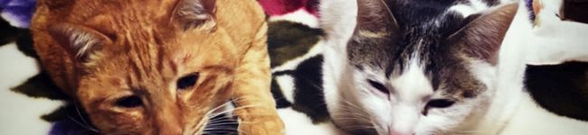 ツブクラママ's header image