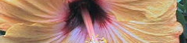 ｔｍｔｍｔｍ's header image