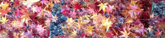 るんば〜's header image