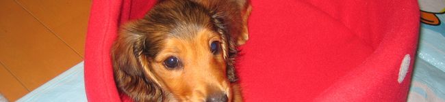cherry1123's header image