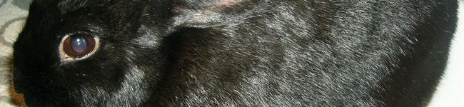 Black Rabbit's header image