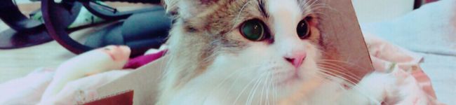 Yukinokoko's header image