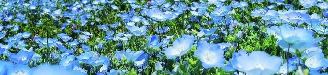 納豆県民‍'s header image