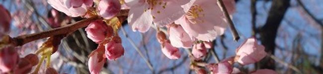 ヒメタ's header image