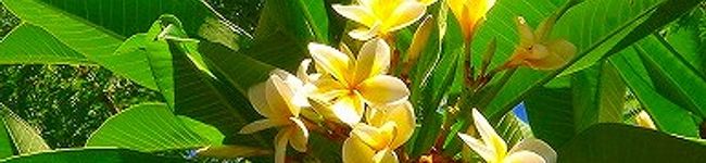 AAlly's header image