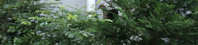 Susie845's header image