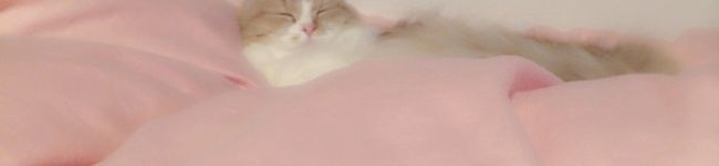 なっぴーちゃんぴ✩'s header image