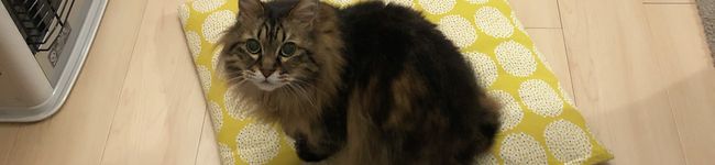 ムーニー（╹◡╹）'s header image