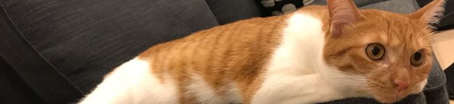 ゆず★ぽん☆'s header image