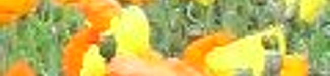 翔子ママ's header image