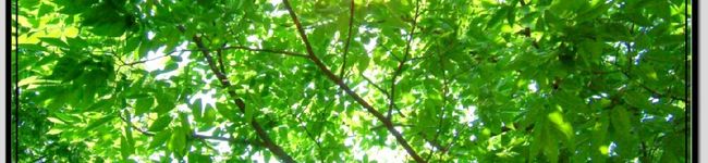 NATureS's header image