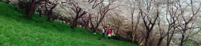 gaccyapiin's header image