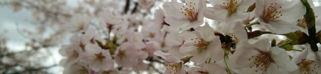 chirimam's header image