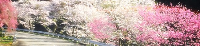 ☆ayuzy☆'s header image