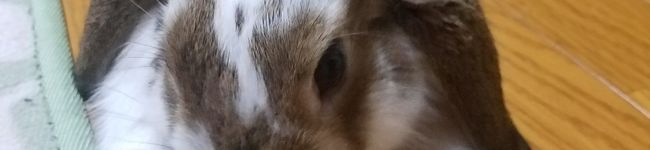 ぱぱトトロ's header image