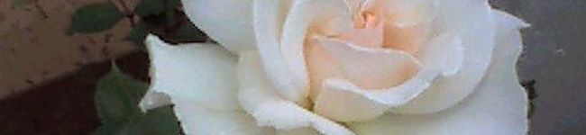 madamrose's header image