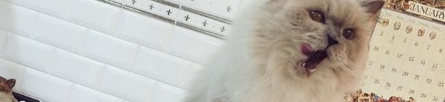 とんちんかっぱ's header image