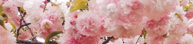 ゆきたろめん's header image