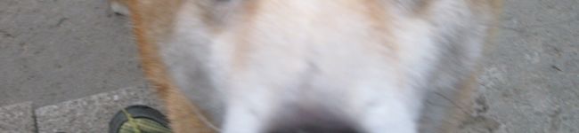 neepoo's header image