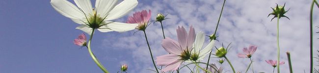pon150cm's header image