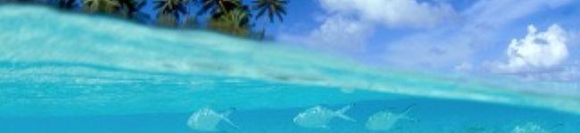 ＊yae＊'s header image