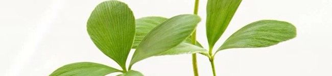 amk_もも's header image