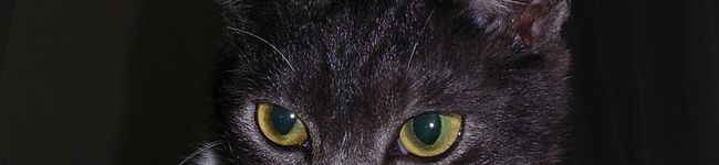 薺ネコ's header image