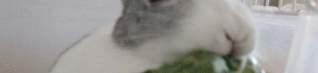 hamoko's header image