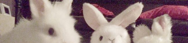 うさぎのうっかり's header image
