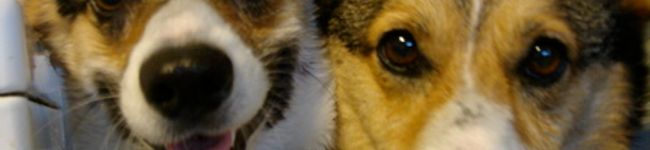 chirpie's header image