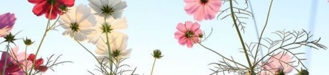 がっきー料理's header image