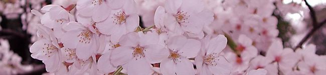 たか☆みほ's header image