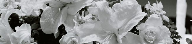 littlelily2007's header image