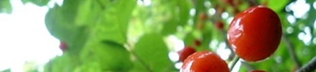 guemi's header image