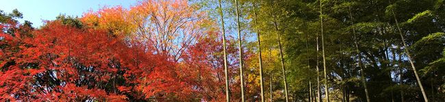 Conbon's header image