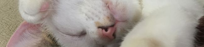 Hanaたん♪ごはん's header image