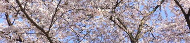 RENたんママ's header image